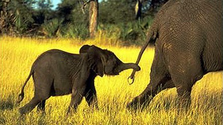 Whispers: An Elephant's Tale (2000) - MUBI