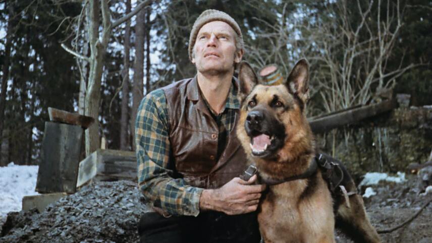 Call of the Wild (1972) MUBI