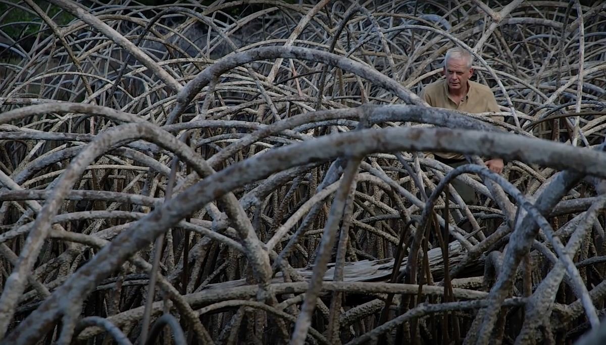 Leaning into the Wind: Andy Goldsworthy