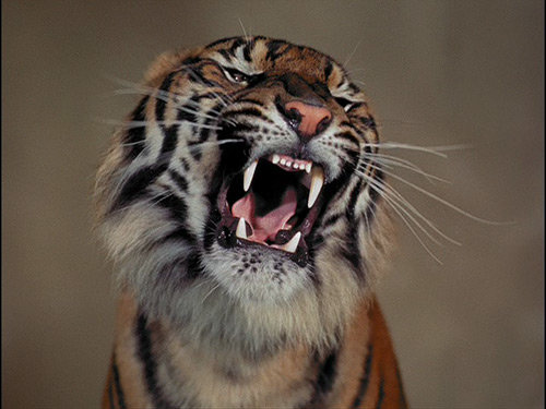 Fritz Lang's Tiger Epic
